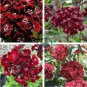 Heirloom Dianthus Dark Red Sweet William Annual Flower 400 seeds