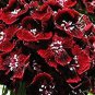 Heirloom Dianthus Dark Red Sweet William Annual Flower 400 seeds