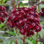 Heirloom Dianthus Dark Red Sweet William Annual Flower 400 seeds