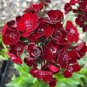 Heirloom Dianthus Dark Red Sweet William Annual Flower 400 seeds