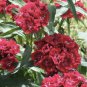 Heirloom Dianthus Dark Red Sweet William Annual Flower 400 seeds