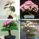 Silk Floss Tree Albizzia Julibrissin Bonsai Nemu Tree 20 seeds