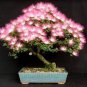 Silk Floss Tree Albizzia Julibrissin Bonsai Nemu Tree 20 seeds