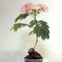 Silk Floss Tree Albizzia Julibrissin Bonsai Nemu Tree 20 seeds
