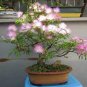 Silk Floss Tree Albizzia Julibrissin Bonsai Nemu Tree 20 seeds