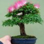 Silk Floss Tree Albizzia Julibrissin Bonsai Nemu Tree 20 seeds