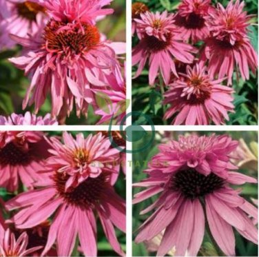 Heirloom Echinacea Purpurea 'Gongji' Light PinkDouble Decker Coneflowers 200 seeds