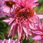 Heirloom Echinacea Purpurea 'Gongji' Light PinkDouble Decker Coneflowers 200 seeds