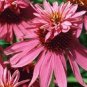 Heirloom Echinacea Purpurea 'Gongji' Light PinkDouble Decker Coneflowers 200 seeds