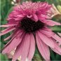 Heirloom Echinacea Purpurea 'Gongji' Light PinkDouble Decker Coneflowers 200 seeds