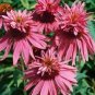 Heirloom Echinacea Purpurea 'Gongji' Light PinkDouble Decker Coneflowers 200 seeds