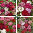Sweet William Mixed Dianthus Barbatus 200 seeds