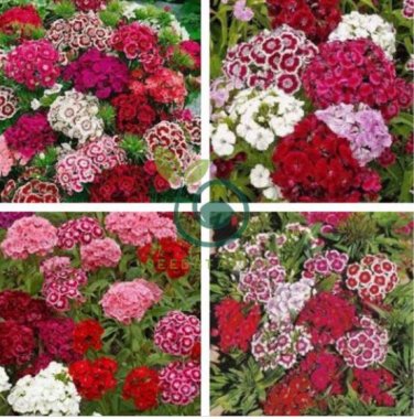 Sweet William Mixed Dianthus Barbatus 200 seeds