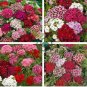 Sweet William Mixed Dianthus Barbatus 200 seeds