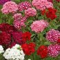 Sweet William Mixed Dianthus Barbatus 200 seeds