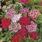 Sweet William Mixed Dianthus Barbatus 200 seeds