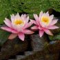 Heirloom Mixed Pink Rose Red Blue Orange Lotus Nelumbo Nucifera Flower 10 Seeds