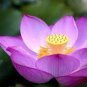 Heirloom Mixed Pink Rose Red Blue Orange Lotus Nelumbo Nucifera Flower 10 Seeds