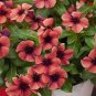 Violet Star Vinca Flower 20 Seeds