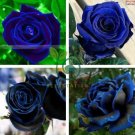 New Midnight Supreme Rose Bush Flower 100 Seeds