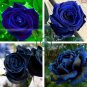 New Midnight Supreme Rose Bush Flower 100 Seeds