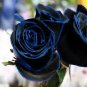 New Midnight Supreme Rose Bush Flower 100 Seeds