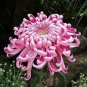 Green Blue Purple Chrysanthemum Perennial Flower 100 Seeds