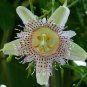 Passiflora Panama Red 60 Seeds