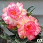 Rare 'Jin Chan' Adenium Desert Rose 4 Seeds