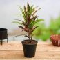Codiaeum variegatum - Rose Red Yellow Green Colors 200 Seeds