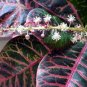 Codiaeum variegatum - Rose Red Yellow Green Colors 200 Seeds
