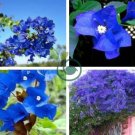 Bougainvillea Blue Colors 100  Seeds