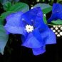 Bougainvillea Blue Colors 100 Seeds
