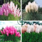 Pampas Grass Mixed 9 Colors 400 Seeds