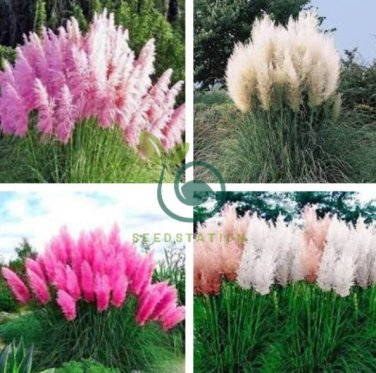 Pampas Grass Mixed 9 Colors 400 Seeds