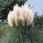Pampas Grass Mixed 9 Colors 400 Seeds