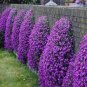 Creeping Thyme Seeds Rock CRESS Plant - Purple Flowers 400 Seeds