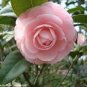 Camellia Flowers Seeds Light Pink Colors 20 Seeds