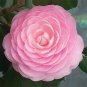 Camellia Flowers Seeds Light Pink Colors 20 Seeds