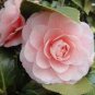 Camellia Flowers Seeds Light Pink Colors 20 Seeds