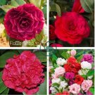 Camellia Flowers Plants 100 Seeds