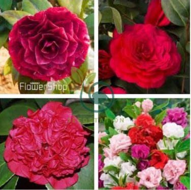 Camellia Flowers Plants 100 Seeds