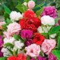 Camellia Flowers Plants 100 Seeds
