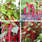Bonsai Acalypha Hispida Chenille Plant 200 Seeds
