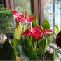 Anthurium Andraeanu Bonai Plant Colorful Anthurium Potted Flowers 200 Seeds