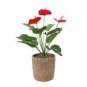 Anthurium Andraeanu Bonai Plant Colorful Anthurium Potted Flowers 200 Seeds