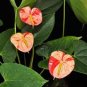 Anthurium Andraeanu Bonai Plant Colorful Anthurium Potted Flowers 200 Seeds