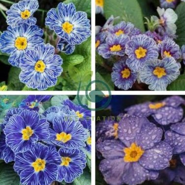 Evening Primrose Zebra Blue Evening Primrose Bonsai 200 Seeds
