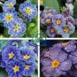 Evening Primrose Zebra Blue Evening Primrose Bonsai 200 Seeds