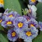 Evening Primrose Zebra Blue Evening Primrose Bonsai 200 Seeds
